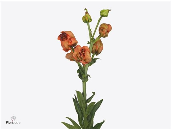 Lilija Longi x Aziatic Aqua Tintoretto c2299