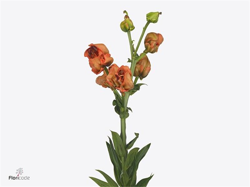 Lilija Longi x Aziatic Aqua Tintoretto c2299