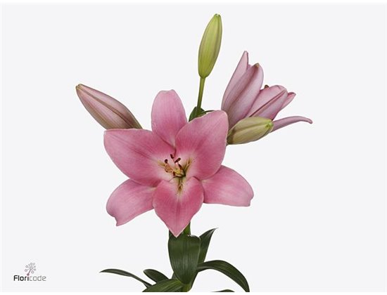 Lilija Longi x Aziatic Aqua Tirreno c2300