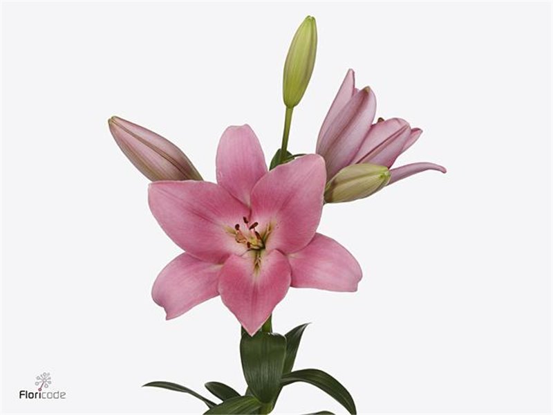 Lilija Longi x Aziatic Aqua Tirreno c2300