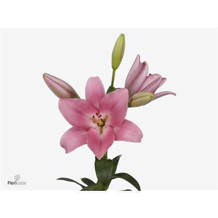 Lilija Longi x Aziatic Aqua Tirreno c2300