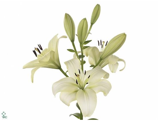 Lilija Longi x Aziatic Aqua Trebiano c2301