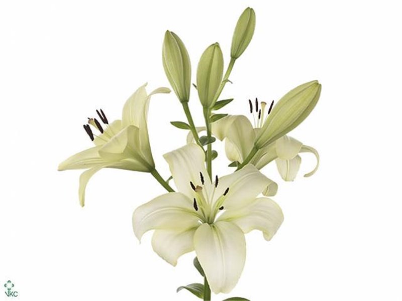 Lilija Longi x Aziatic Aqua Trebiano c2301