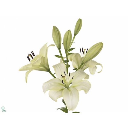 Lilija Longi x Aziatic Aqua Trebiano c2301