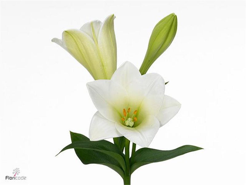 Lilija Longiflorum Aqua Watch Up 1 Flower c2305
