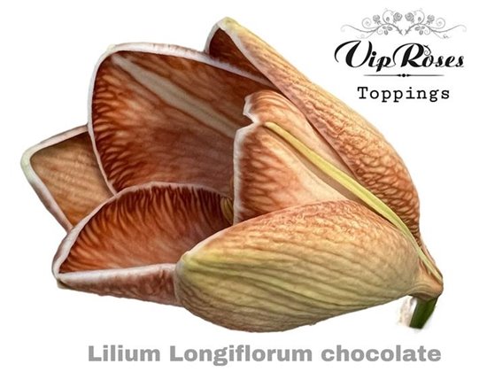 Lilija Longiflorum Chocolate c2307