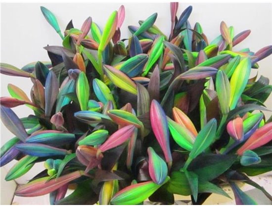 Lilija Longiflorum Chocolate c2308