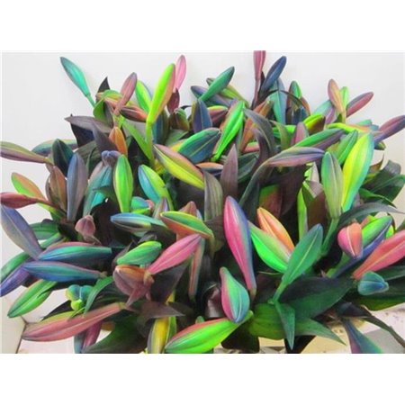 Lilija Longiflorum Rainbow c2309