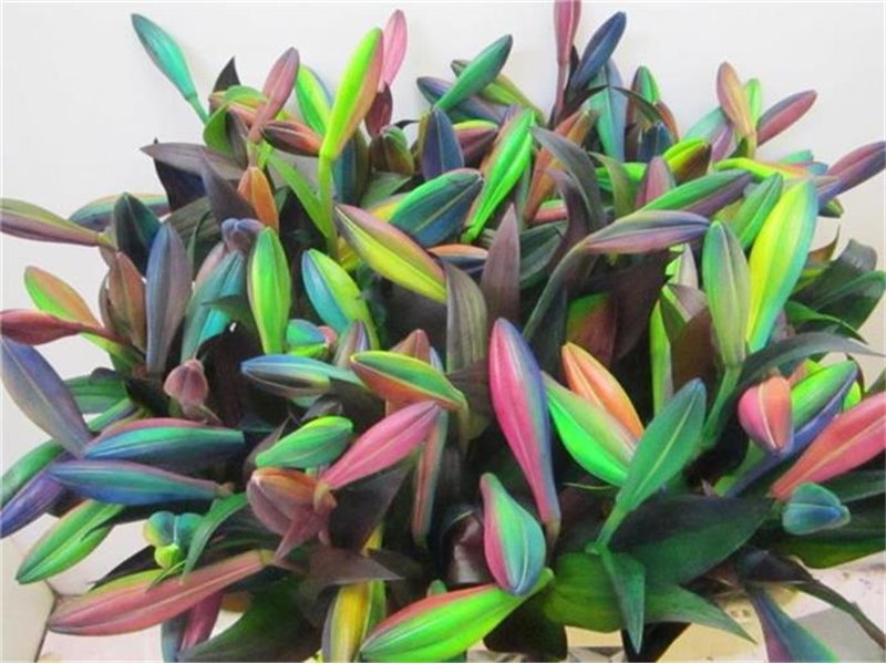 Lilija Longiflorum Rainbow c2310