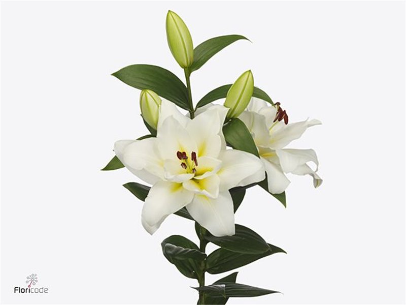 Lilija Oriental Aqua Blizzard c2311