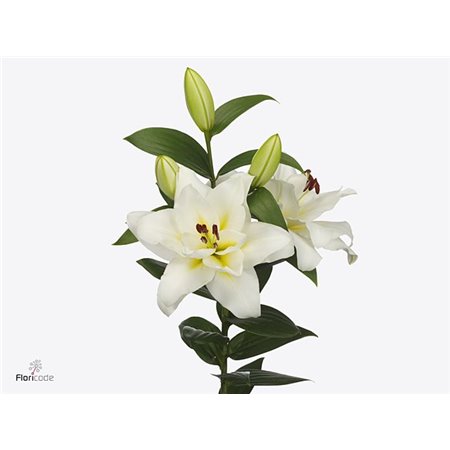 Lilija Oriental Aqua Blizzard c2311