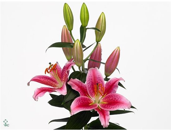 Lilija Oriental Aqua Calvados c2312