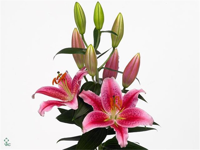 Lilija Oriental Aqua Calvados c2312