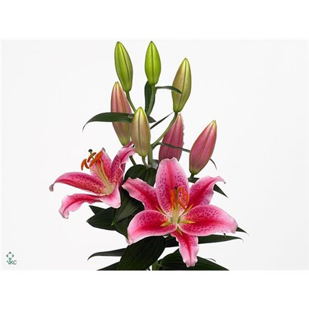 Lilija Oriental Aqua Calvados c2312