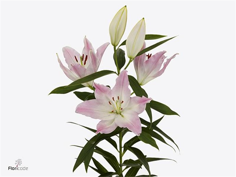 Lilija Oriental Aqua Colet c2313