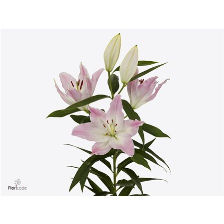 Lilija Oriental Aqua Colet c2313