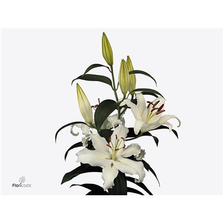 Lilija Oriental Aqua Helvetia c2315