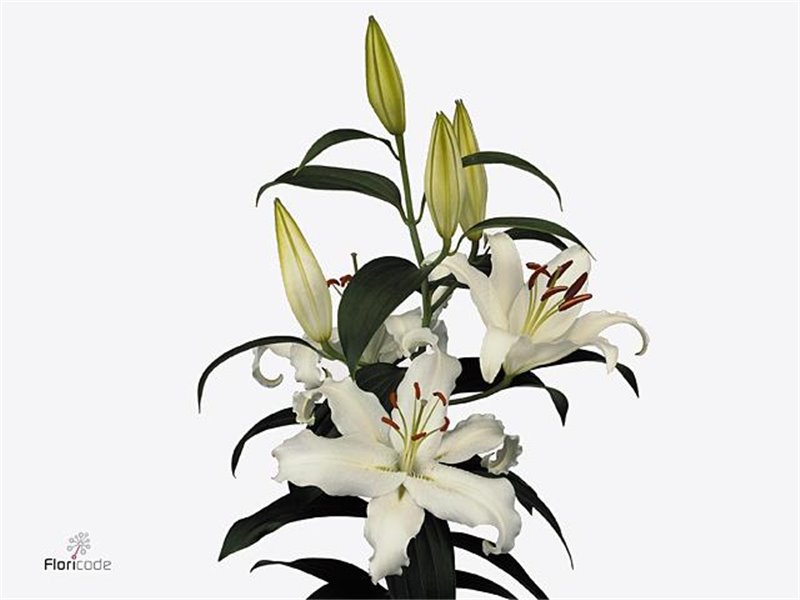 Lilija Oriental Aqua Helvetia c2316