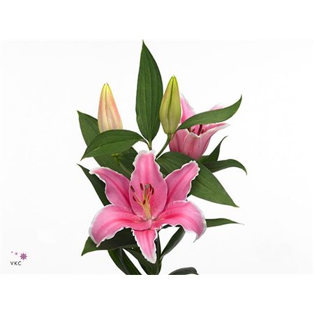 Lilija Oriental Aqua Marlon 2 Flower c2317