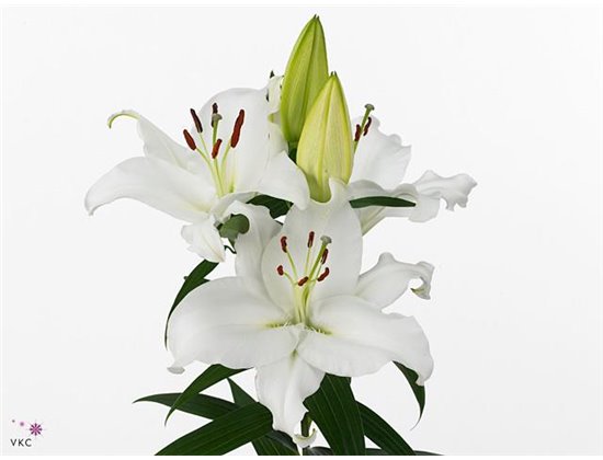 Lilija Oriental Aqua Pacific Ocean c2318