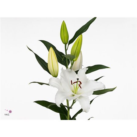 Lilija Oriental Aqua Signum c2322