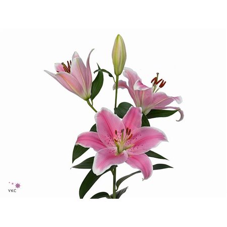 Lilija Oriental Aqua Signum c2323