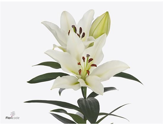 Lilija Oriental Aqua Sorbonne c2325