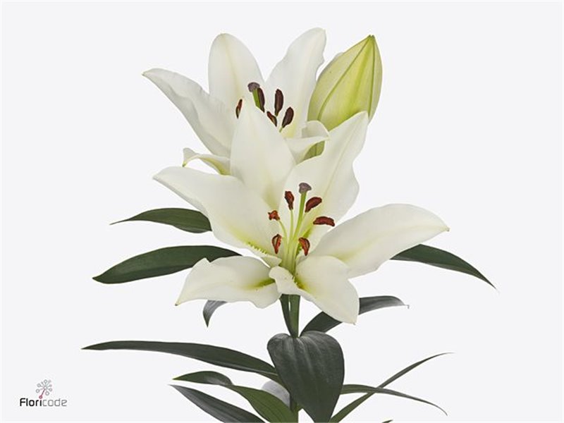 Lilija Oriental Aqua Tomorrow c2326