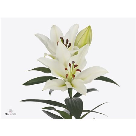 Lilija Oriental Aqua Tomorrow c2326