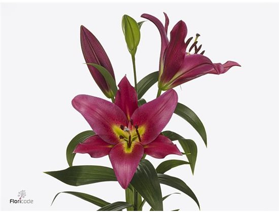 Lilija Oriental Aqua Tomorrow c2327