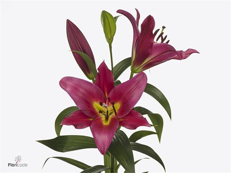 Lilija Oriental Aqua Touchstone c2328