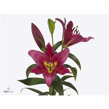 Lilija Oriental Aqua Touchstone c2329