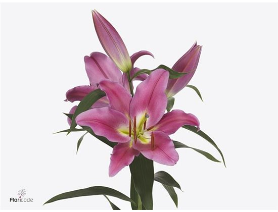 Lilija Oriental Aqua Touchstone c2330