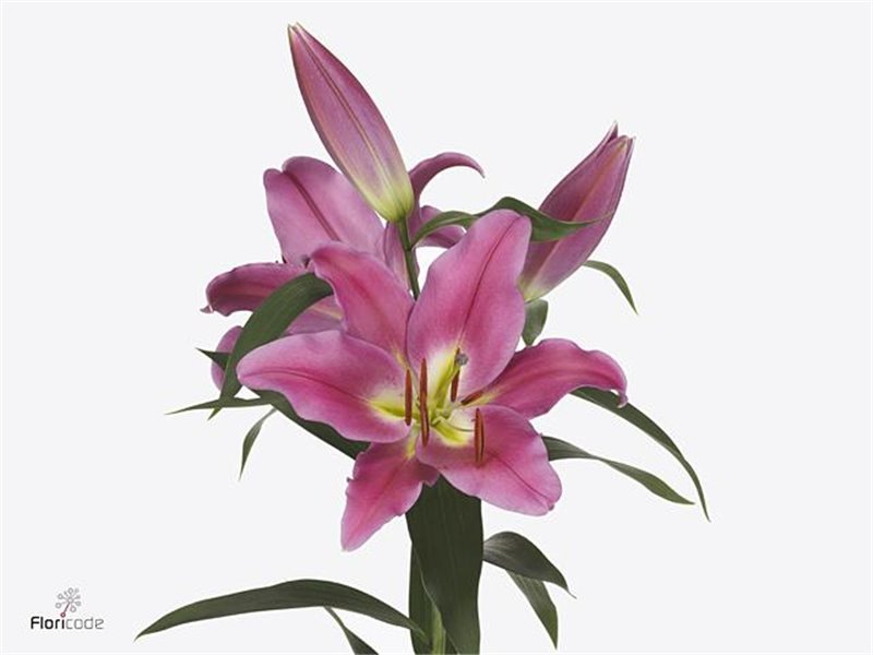 Lilija Oriental Aqua Touchstone c2330