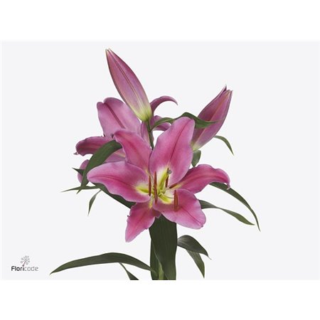 Lilija Oriental Aqua Touchstone c2330