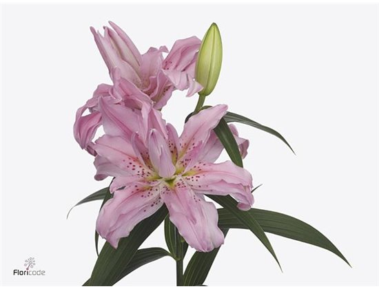 Lilija Oriental Du Aqua Diantha c2331