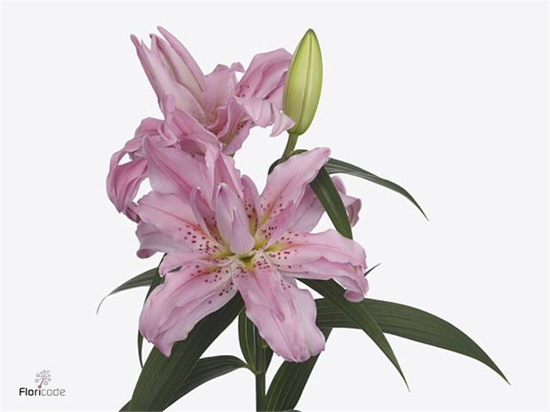 Lilija Oriental Du Aqua Diantha c2331