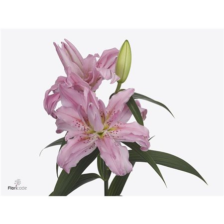 Lilija Oriental Du Aqua Diantha c2331