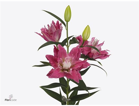 Lilija Oriental Du Aqua Diantha c2332