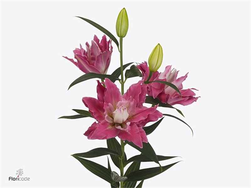 Lilija Oriental Du Aqua Diantha c2332