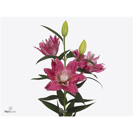 Lilija Oriental Du Aqua Diantha c2332