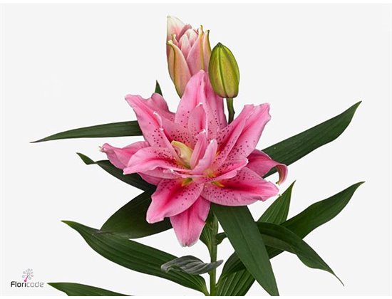 Lilija Oriental Du Aqua Rl Viola c2334