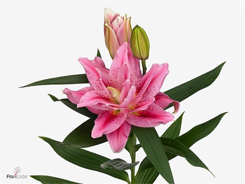 Lilija Oriental Du Aqua Rl Viola c2334