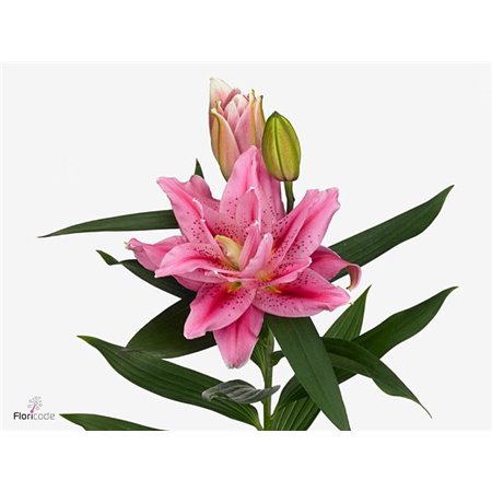 Lilija Oriental Du Aqua Rl Viola c2334