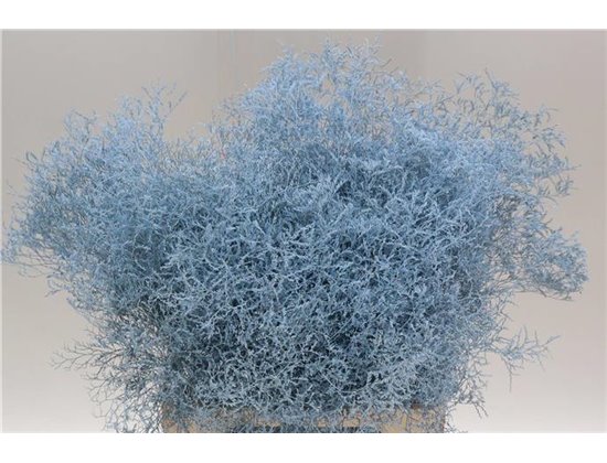 Limonium Dyed Beltaard Pale Blue c2336