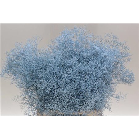 Limonium Dyed Beltaard Pale Blue c2336