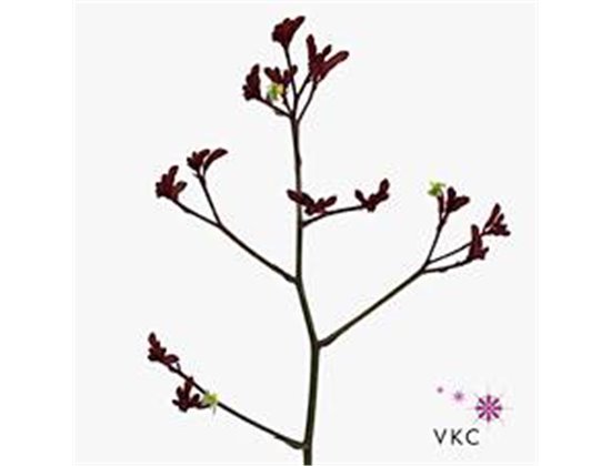 Limonium Dyed Beltaard Red c2337