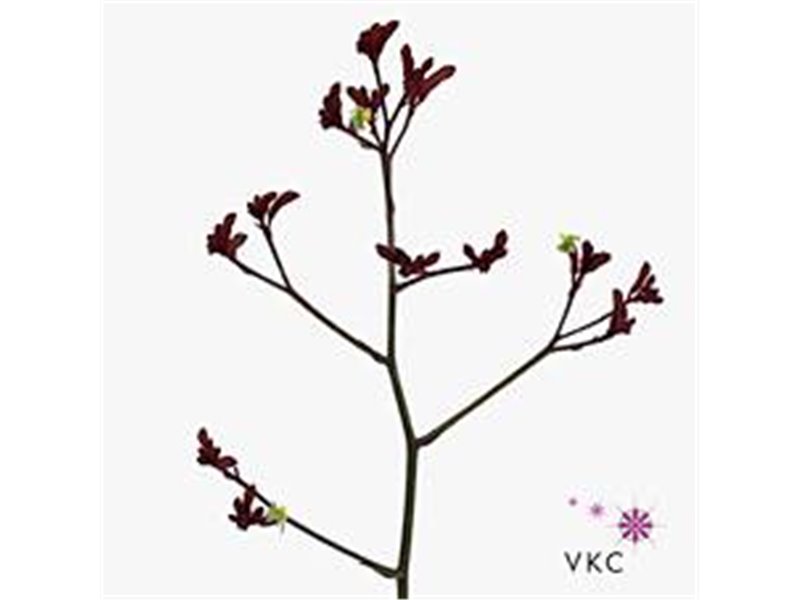 Limonium Dyed Beltaard Red c2337