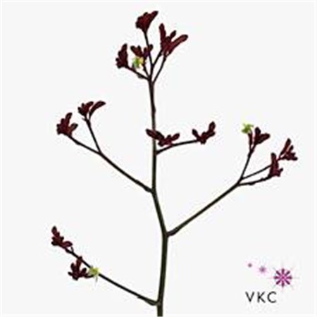 Limonium Dyed Beltaard Red c2337