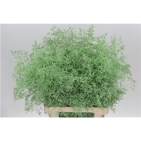 Limonium Dyed Beltaard Red c2338